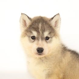 Happy - Gray and white female Siberian Husky puppy in Mountain House, California from Limitless Huskies