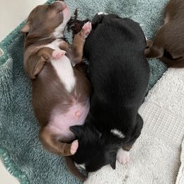 Miniature Australian Shepherd Puppies from Whits End Aussies