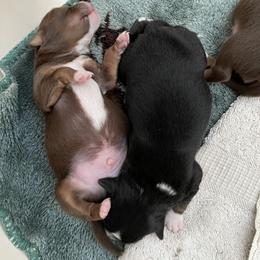Miniature Australian Shepherd Puppies from Whits End Aussies