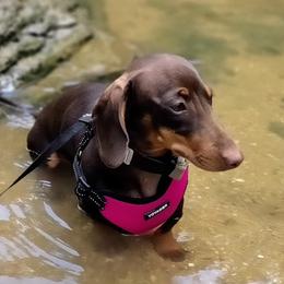 Daisy Duke - Dachshund