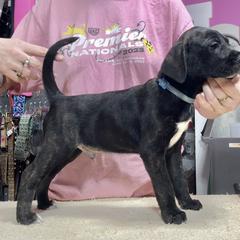 Blue Collar M - Brindle male Mountain Cur puppy in Georgetown, Ohio from Walnut Ridge Mountain Curs