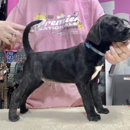 Blue Collar M - Brindle male Mountain Cur puppy in Georgetown, Ohio from Walnut Ridge Mountain Curs