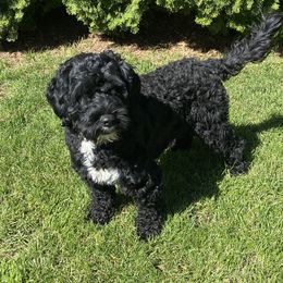 Rio - Portuguese Water Dog