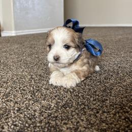Girl 4 - Merle female Double Doodle puppy in Junction, Utah from Sugar Doodles