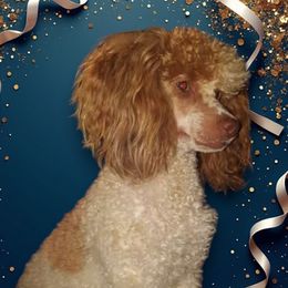 Percy - Poodle
