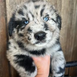 Spade - Blue merle male Australian Shepherd puppy in Whitwell, Tennessee from Owl Hollow Farm