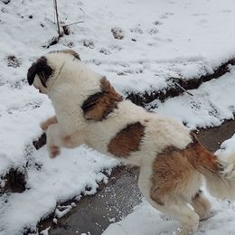 Saint Bernards from Brushy Creek Saints
