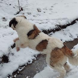 Saint Bernards from Brushy Creek Saints