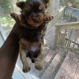 Yorkshire Terrier Puppies from Kalynn's Kuties