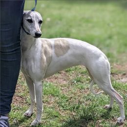 Whippet All Grown Up from Firefly Cove Whippets