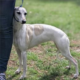Whippet All Grown Up from Firefly Cove Whippets