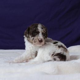 McLaren - Red merle male Aussiedoodle puppy in Springfield, Missouri from Aspen River Doodles