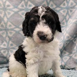 Poodle Puppies from Heather Niemotka