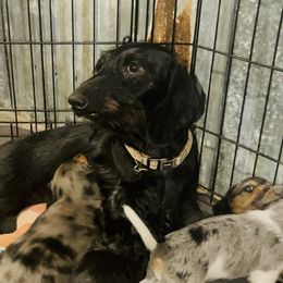 Sebastian - Dachshund