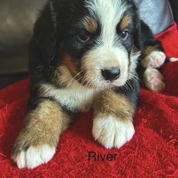 River OFA - female Bernese Mountain Dog puppy in Strasburg, Ohio from Lois Allison