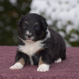 Purple - Black tri-color female Australian Shepherd puppy in Pilot, Virginia from Obsidian Australian Shepherd