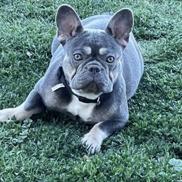 French Bulldog All Grown Up from Sweetheart French Bulldogs