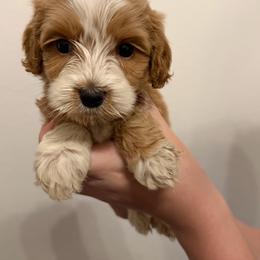 Matterhorn - Red male Australian Labradoodle puppy in Denton, Texas from Liberty Hill Labradoodles