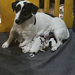 Border Collie and Jack Russell Terrier Puppies from CP FARMS BORDER COLLIES N JACKS CORP