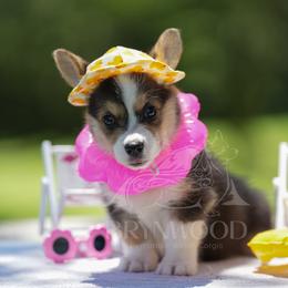 Red Collar - Black and tan female Pembroke Welsh Corgi puppy in Terrell, Texas from Brynwood Pembroke Welsh Corgis