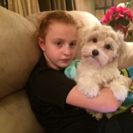 Havanese Puppies from EClair's Havanese and Westies
