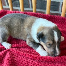 Sable Boy - Sable male Collie puppy in Honaker, Virginia from KLW Farm