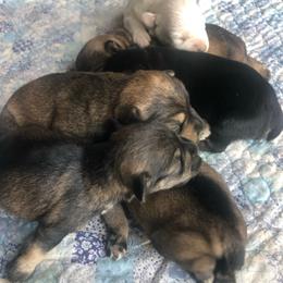 Puppy 5 - Salt and pepper female Miniature Schnauzer puppy in Ankeny, Iowa from Maple’s Cockapoo's and Libby's Schnauzer Puppies