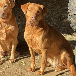 Ember - Labrador Retriever