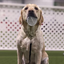 Labrador Retrievers from Molly Ziegler's Labrador Retrievers