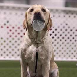 Labrador Retrievers from Molly Ziegler's Labrador Retrievers