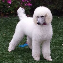 Poodle Puppies from Patricia Elliot