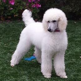 Poodle Puppies from Patricia Elliot