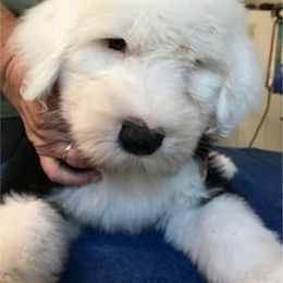 Old English Sheepdog Puppies from Bizzeeboots OES