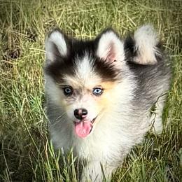 Sierra little toy beauty - Wolf sable female Pomsky puppy in Perkins, Oklahoma from A-Dream Pomsky Kennel