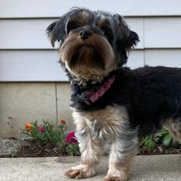 Yorkshire Terriers from Amy's Yorkshire Terriers
