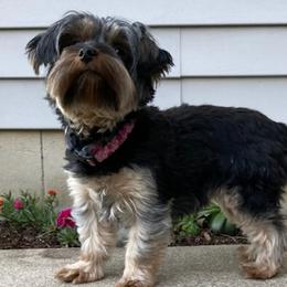 Yorkshire Terriers from Amy's Yorkshire Terriers