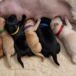 Red Collar - Yellow female Labrador Retriever puppy in Madison, Wisconsin from Meritrust Labradors