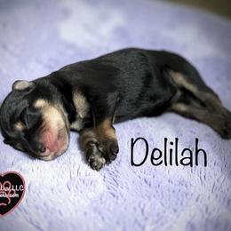 4 Delilah - Black and tan female Schnoodle puppy in Saint Augustine, Florida from Gunnie Luv, LLC