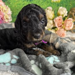 Lily - Phantom female Goldendoodle puppy in Lake Panasoffkee, Florida from Donnas Deluxe Doodles LLC