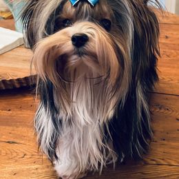 Abby - Biewer Terrier