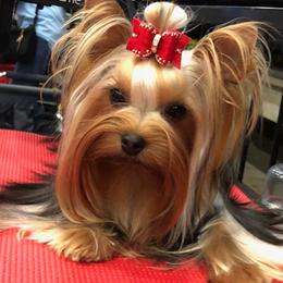 Billie - Yorkshire Terrier
