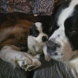 Girl 2 - Rust and white female Saint Bernard puppy in Castle Rock, Washington from PNW Saint Berdoodles
