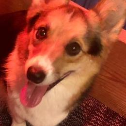 American Corgis, Dalmatians, Miniature American Shepherds, Pembroke Welsh Corgis, and Toy Australian Shepherds from The Wildfire Kennel
