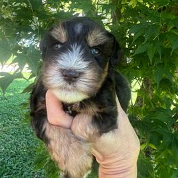 Cosmo - Liver male Miniature Schnauzer puppy in Grayson, Kentucky from Seventh Heaven Schnauzers