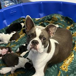 Joesy - Boston Terrier
