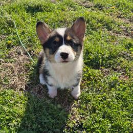 Bambi - Black and tan male Pembroke Welsh Corgi puppy in Charleston, West Virginia from Lone Pine Corgis
