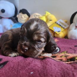 AKC Linus Red Roan Sable - Sable male Cocker Spaniel puppy in New Market, Tennessee from Down in the Holler