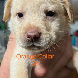 Goldendoodle Puppies from YankeeDoodles