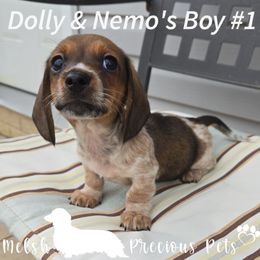 Boy 1 - Piebald male Dachshund puppy in Anamosa, Iowa from Melsh Precious Pets