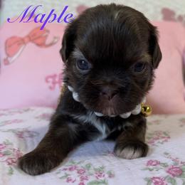 Maple - Red and white female Shih Tzu puppy in Hemet, California from Aloha Shih Tzu